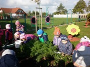 Sklízíme úrodu na školní zahrádce